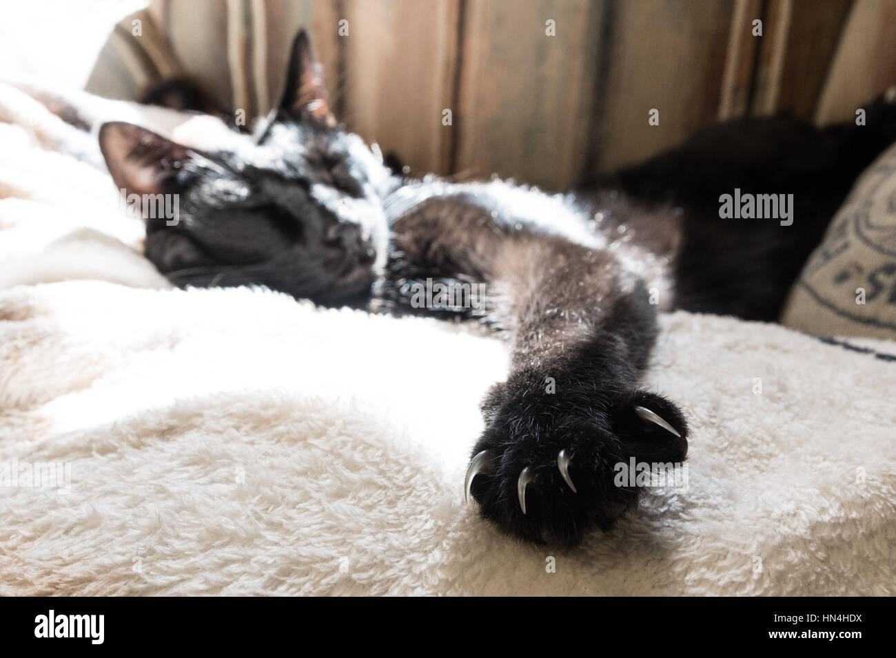 Sleeping cat avec de longs clous exposés en premier plan Banque D'Images