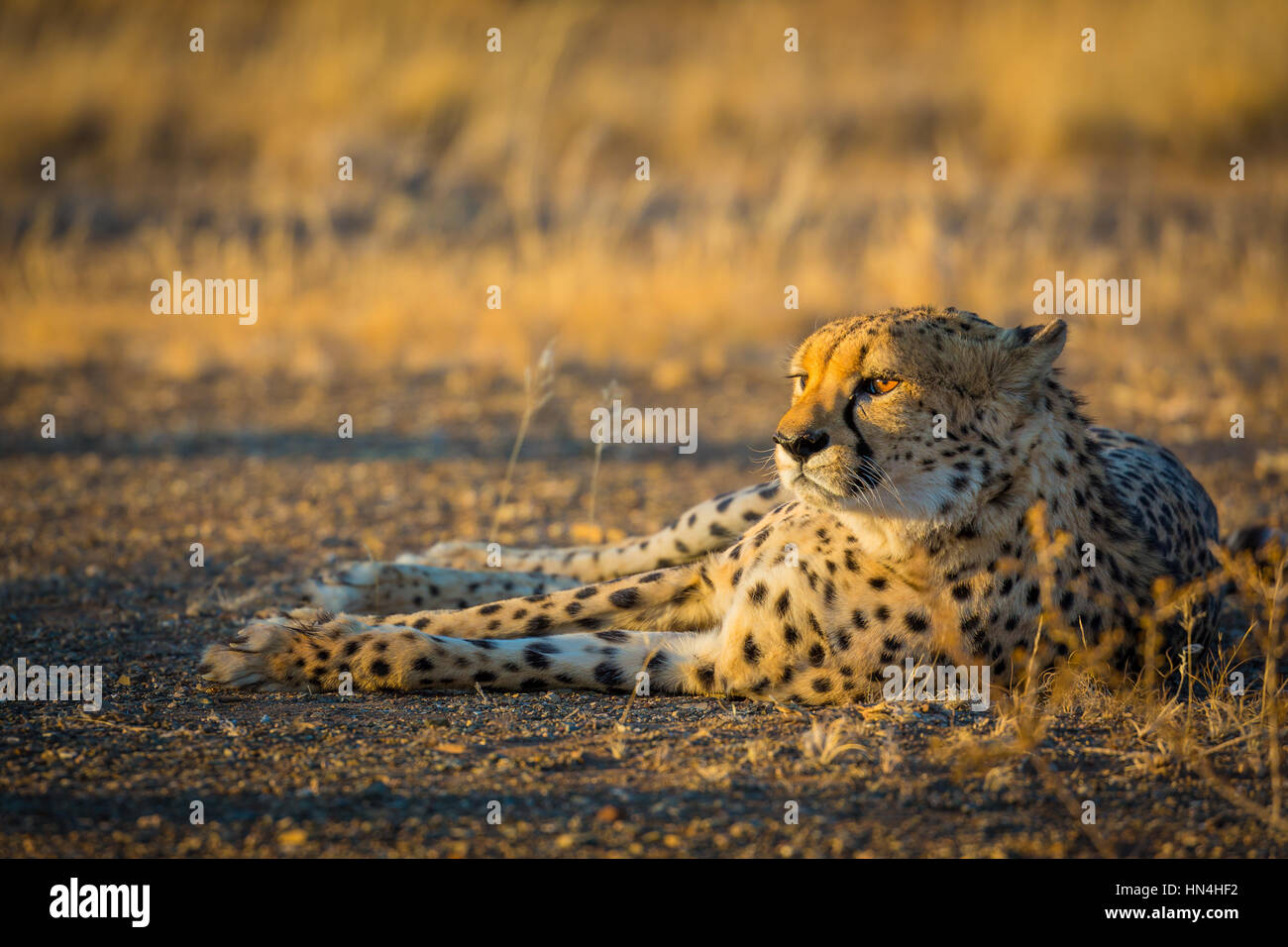 Le Guepard Acinonyx Jubatus Egalement Connu Sous Le Nom De Leopard La Chasse Est Un Gros Chat Qui Se Produit Principalement En Afrique Australe Et Orientale Et Quelques Parties De J Photo