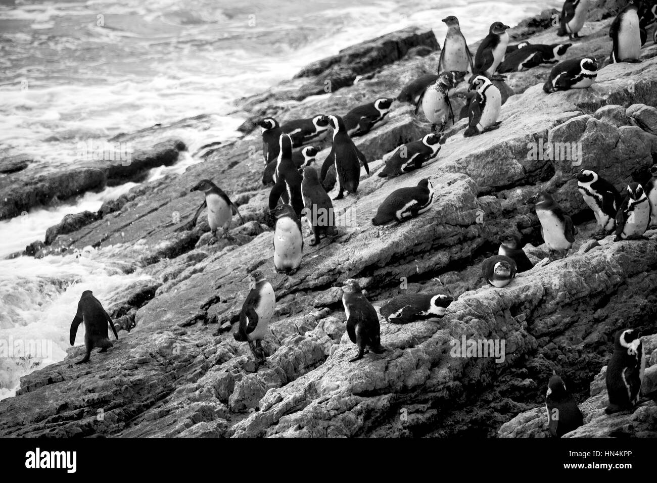 Blur en Afrique du Sud Betty's bay penguin oiseaux réserve naturelle de la faune et des roches Banque D'Images