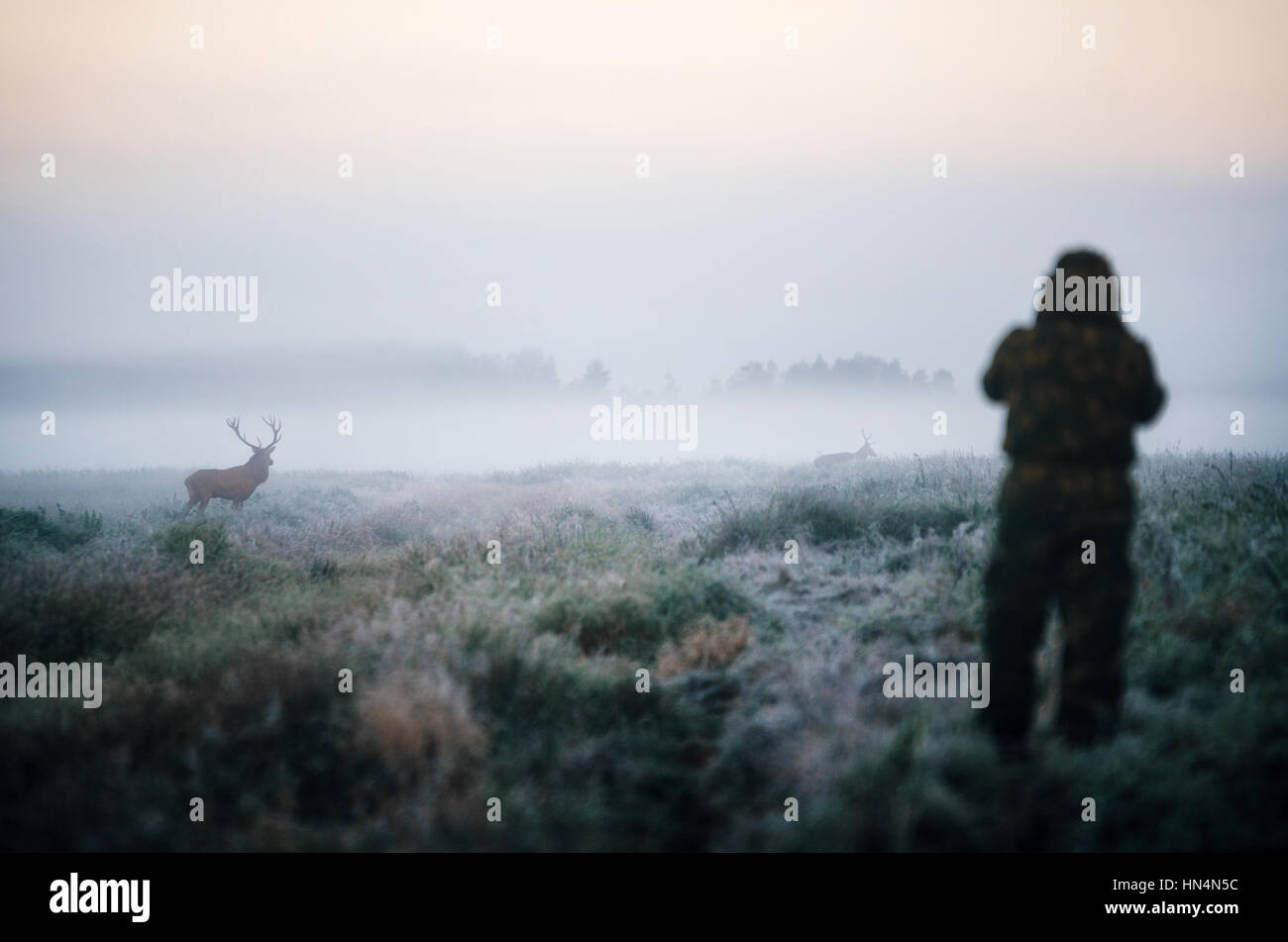 Hunter tenant un fusil et de visée red deer proies dans la brume, hunter photoshooting à le matin. Banque D'Images