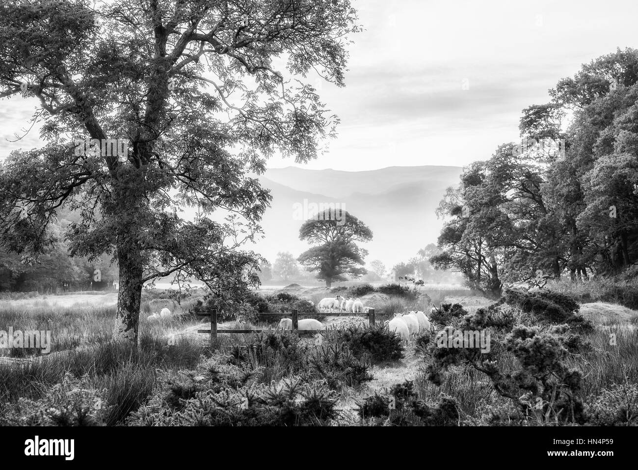 Beau noir et blanc automne paysage brumeux brouillard lever du soleil sur la campagne entourant Crummock Water dans la région de Lake District en Angleterre Banque D'Images