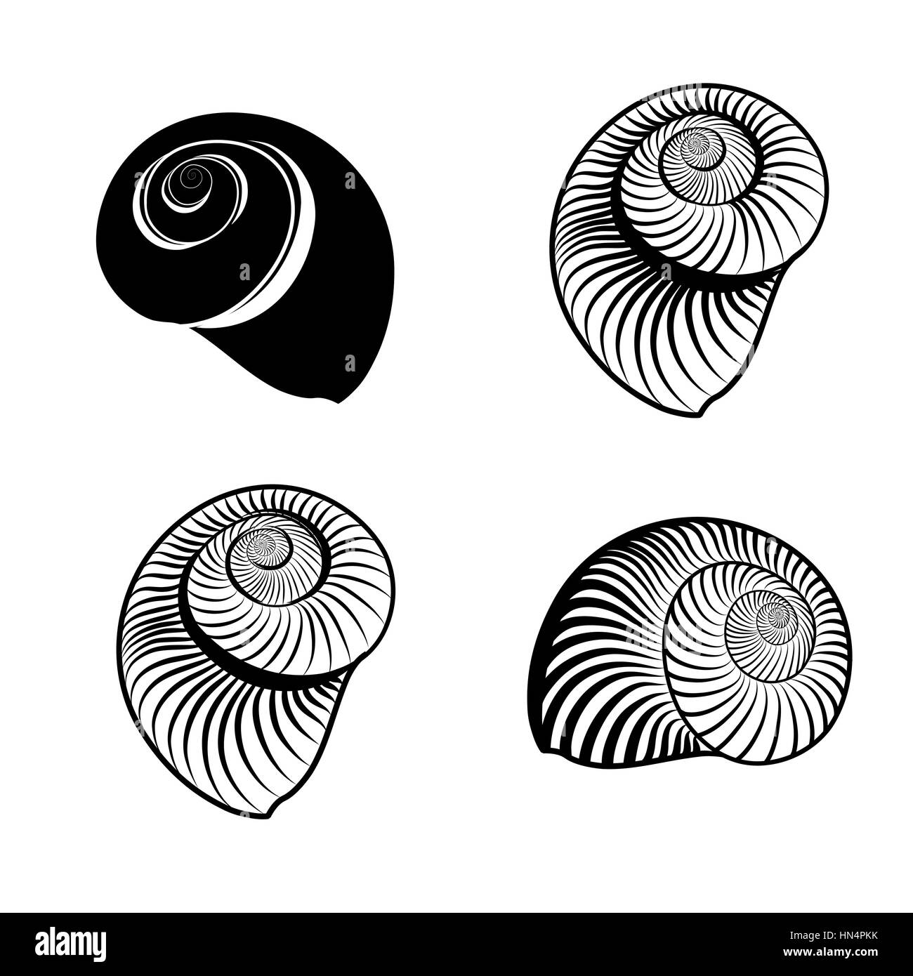 Seashell collection. sea shell set ingraved vector illustration était sur fond blanc. Illustration de Vecteur