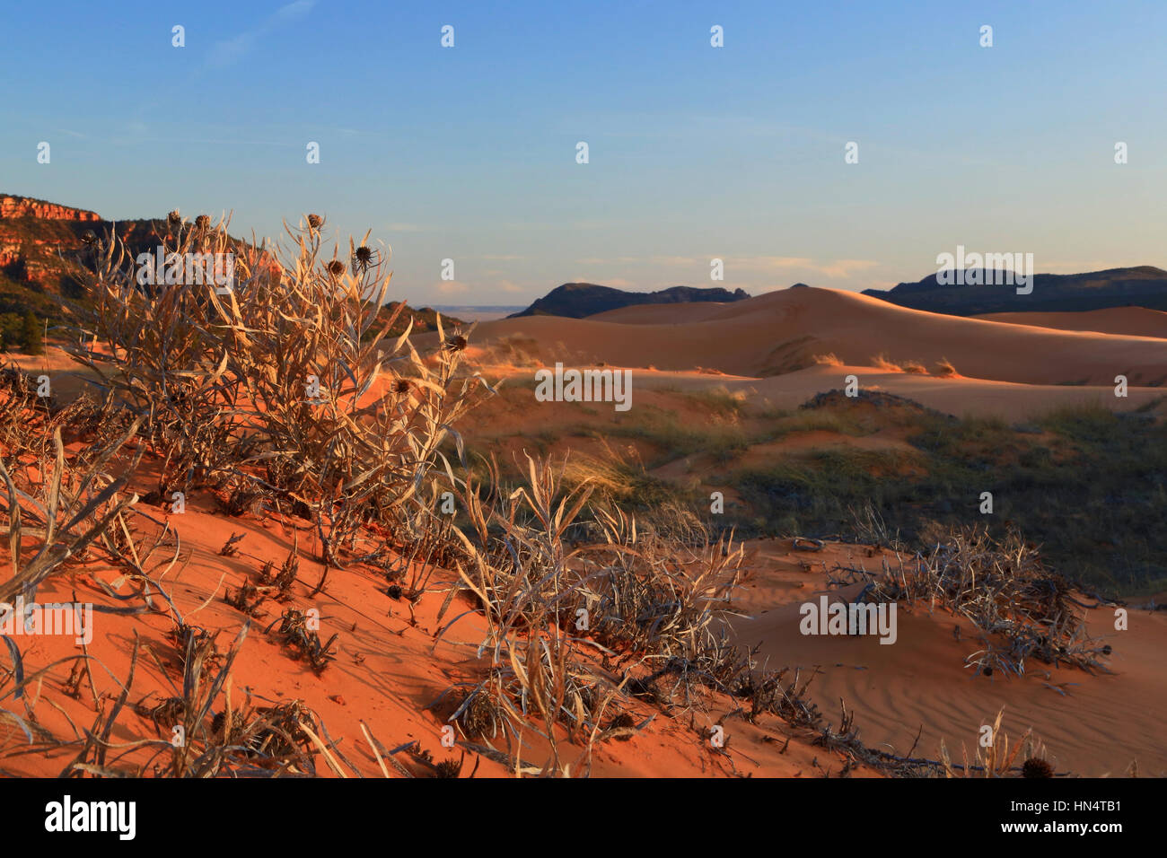 Doté d''un paysage de dunes de sable rouge capturé dans Coral Pink Sand Dunes State Park dans l'Utah du sud. Banque D'Images