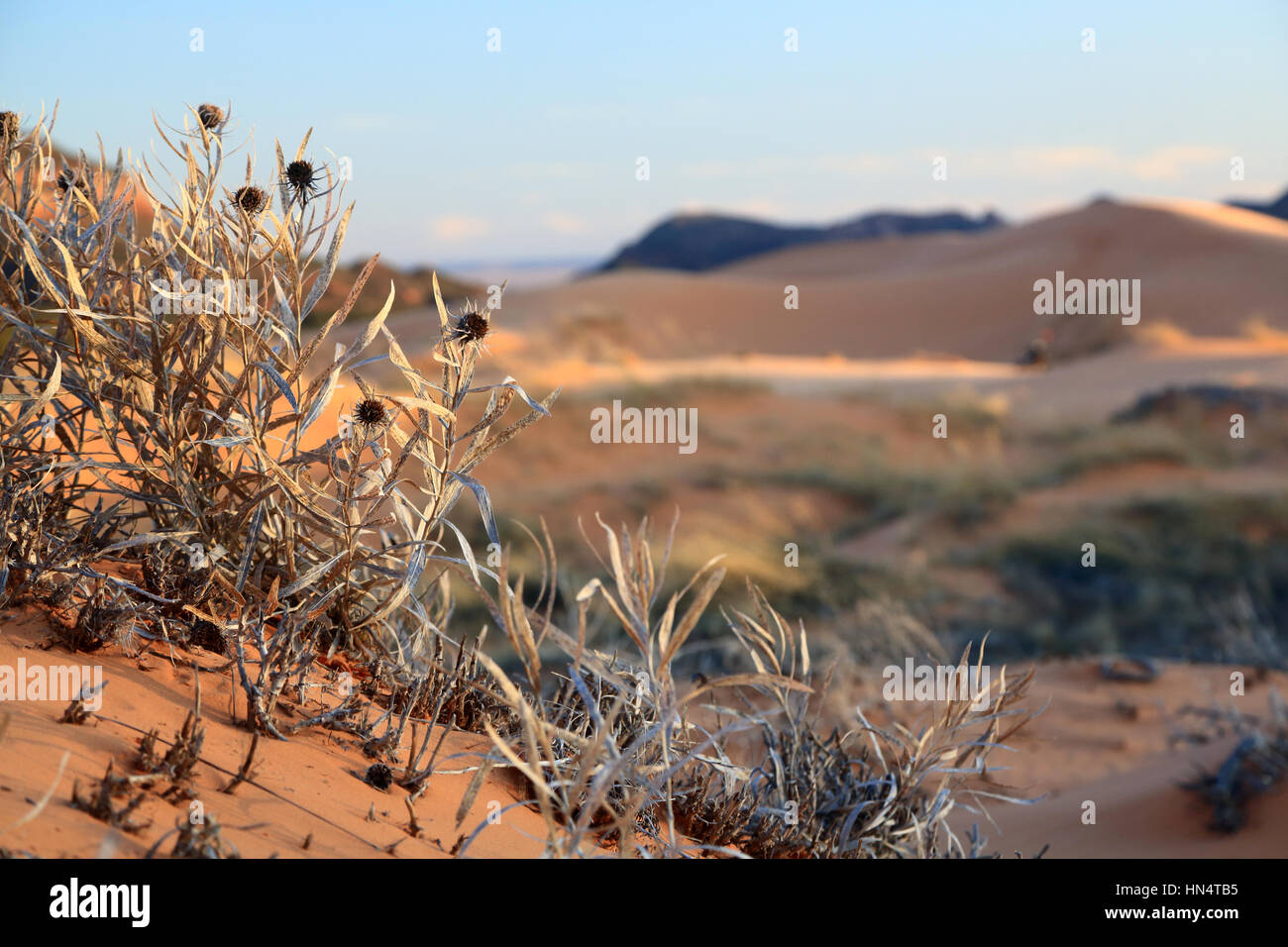 Doté d''un paysage de dunes de sable rouge capturé dans Coral Pink Sand Dunes State Park dans l'Utah du sud. Banque D'Images