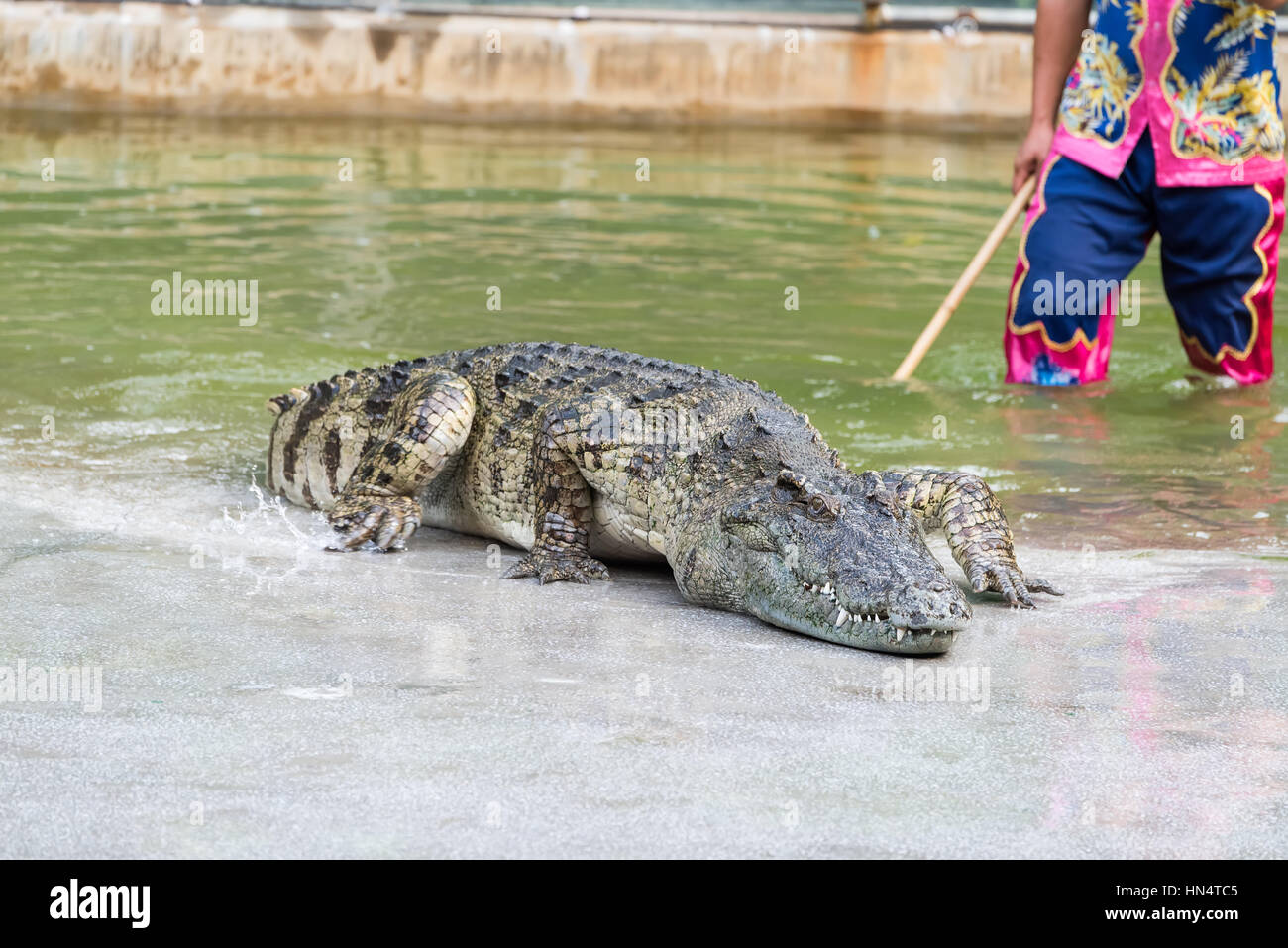 Montrer par l'eau avec Crocodile man Banque D'Images