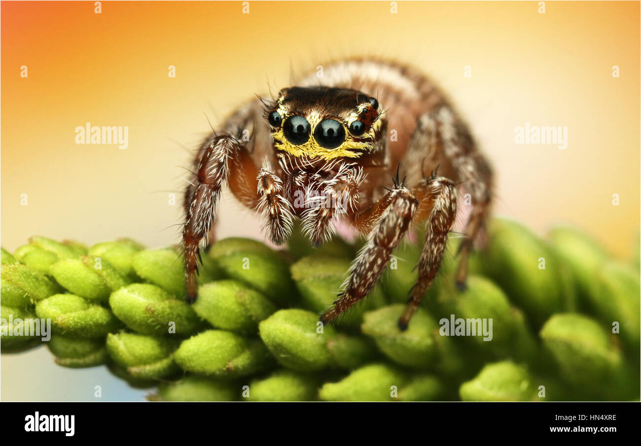 Macro extrême des araignées avec amqazing sharpeness et couleurs Banque D'Images