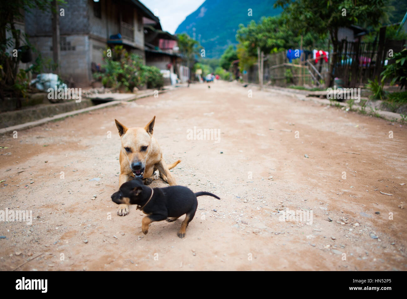 Les chiens dans les rues de Muang Ngoy, Laos Banque D'Images