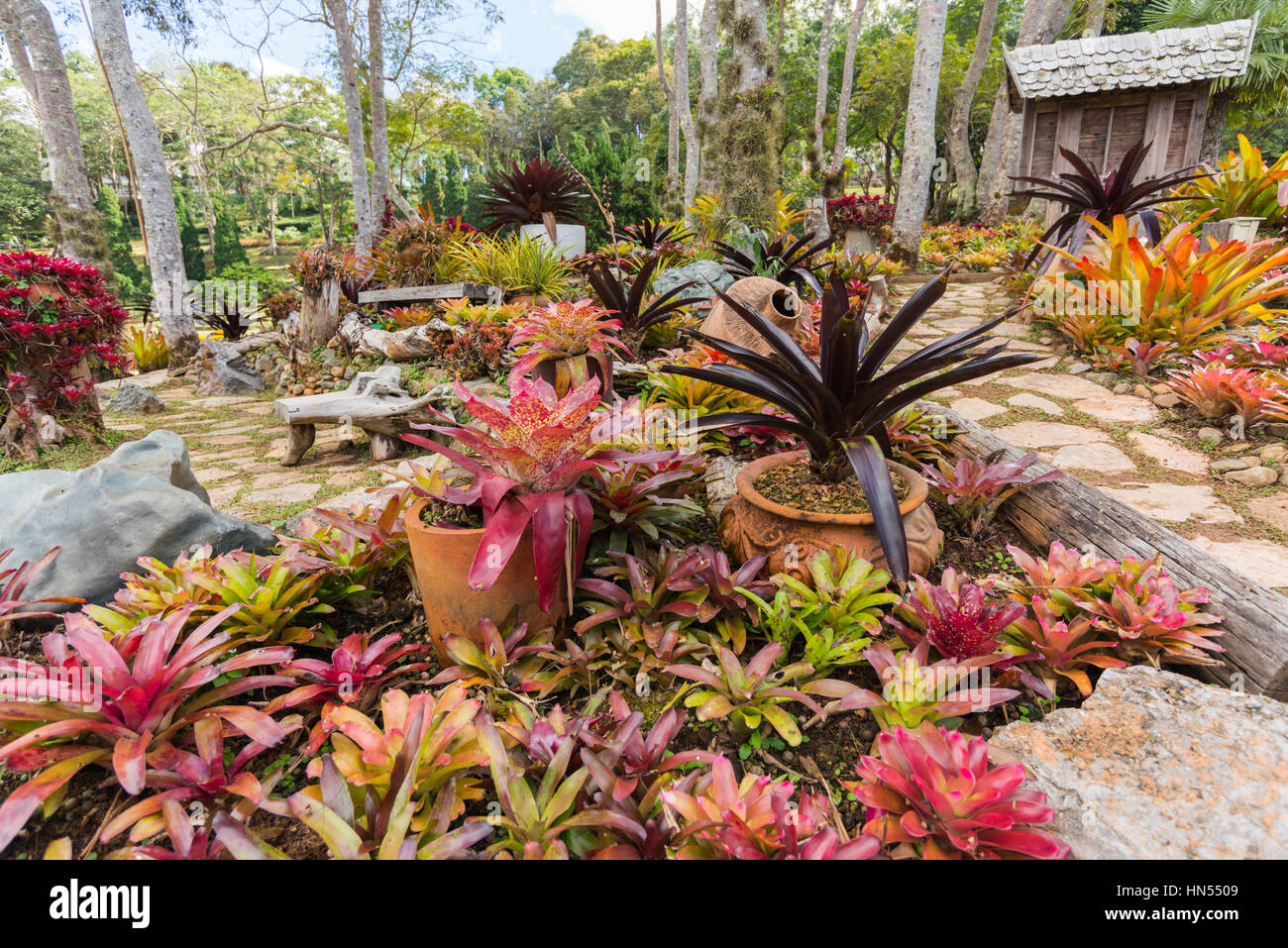 La THAÏLANDE, Mae Fah Luang - janvier 13, 2017 : Bromelia dans jardin Mae Fah Luang, trouver sur Doi Tung à la province de Chiang Rai, Thaïlande Banque D'Images