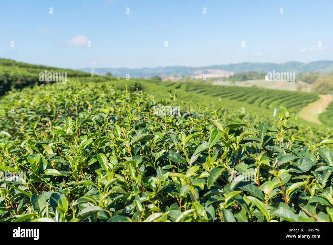 Les plantations de thé en Thaïlande. Banque D'Images