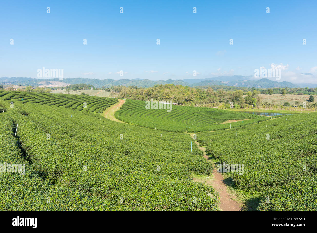 Les plantations de thé en Thaïlande. Banque D'Images