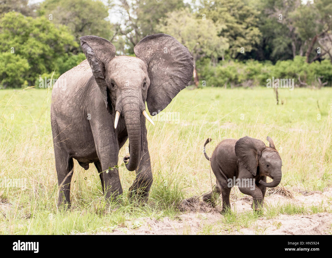 Un jeune éléphant africain avec son cadet Banque D'Images