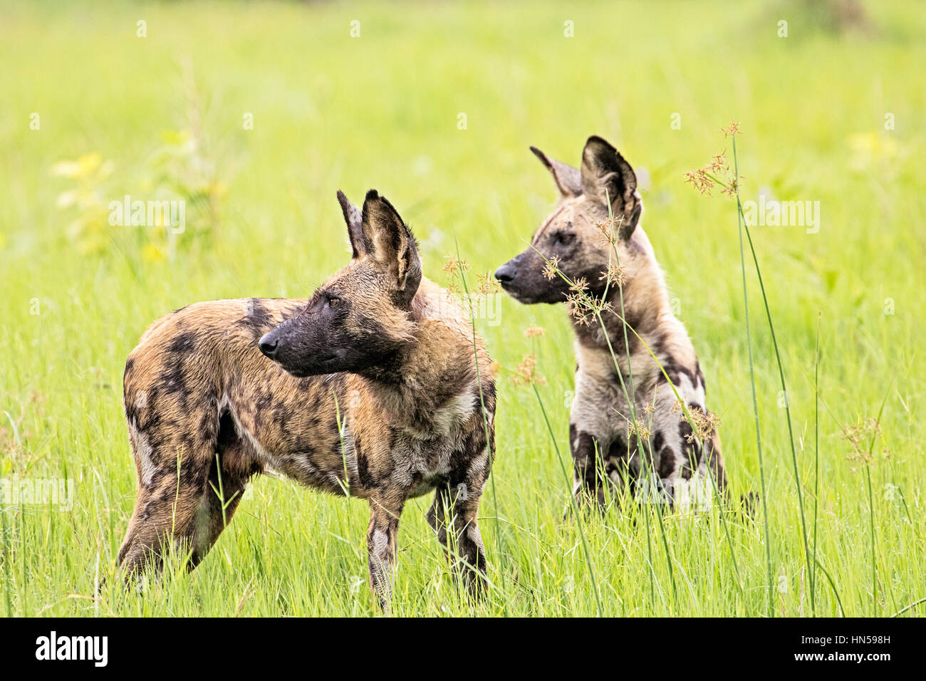 Les chiens sauvages à propos de chasser pendant la saison d'Émeraude impala Banque D'Images