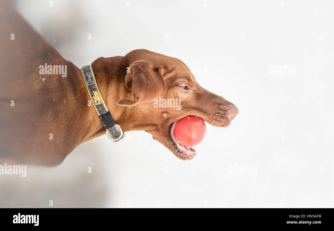 Vizsla devint - Comment enseigner à votre chien à récupérer Banque D'Images