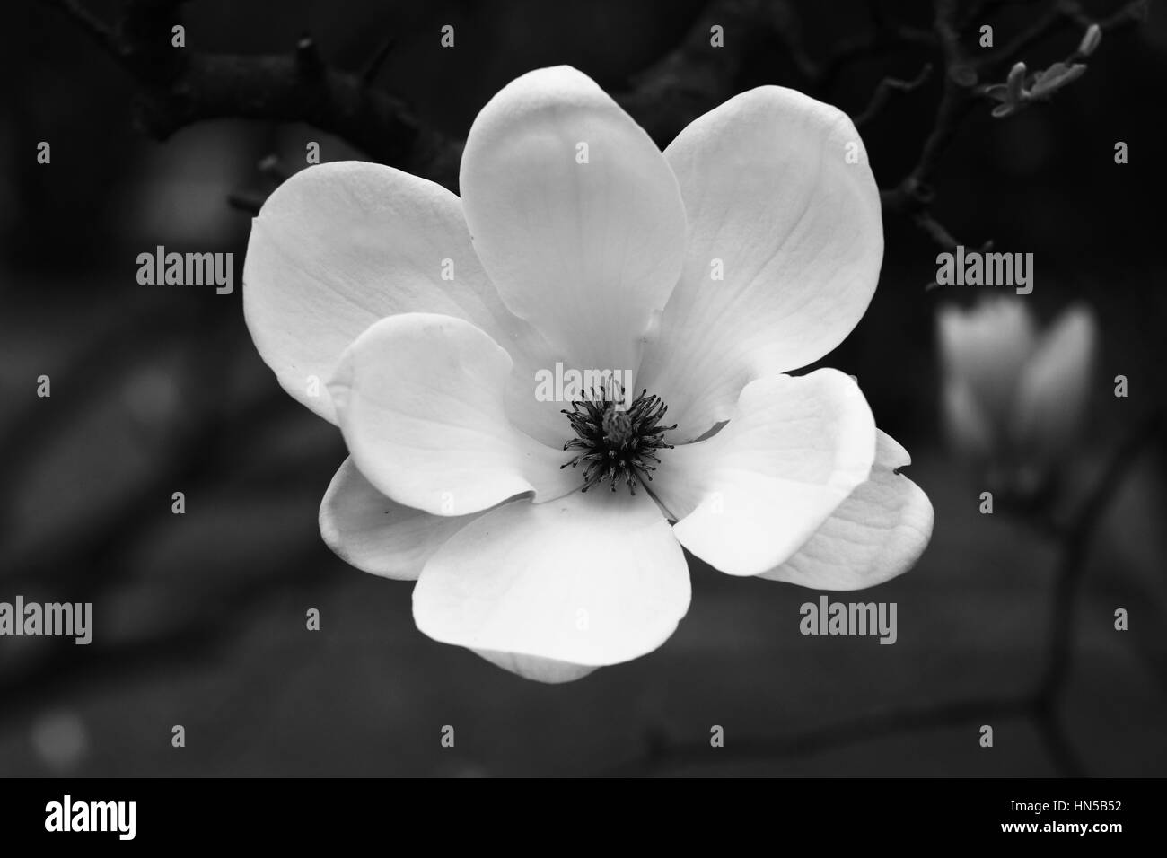 Magnolia, fleurs de printemps, noir et blanc, doux Banque D'Images