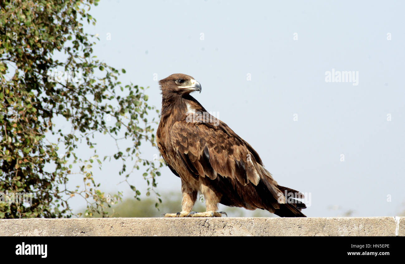 Aigle des steppes Banque D'Images