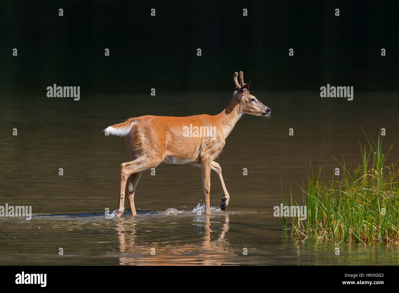 / Cerf Le cerf de Virginie (Odocoileus virginianus), young buck avec bois recouvert de velours dans les eaux peu profondes du lac, Canada Banque D'Images