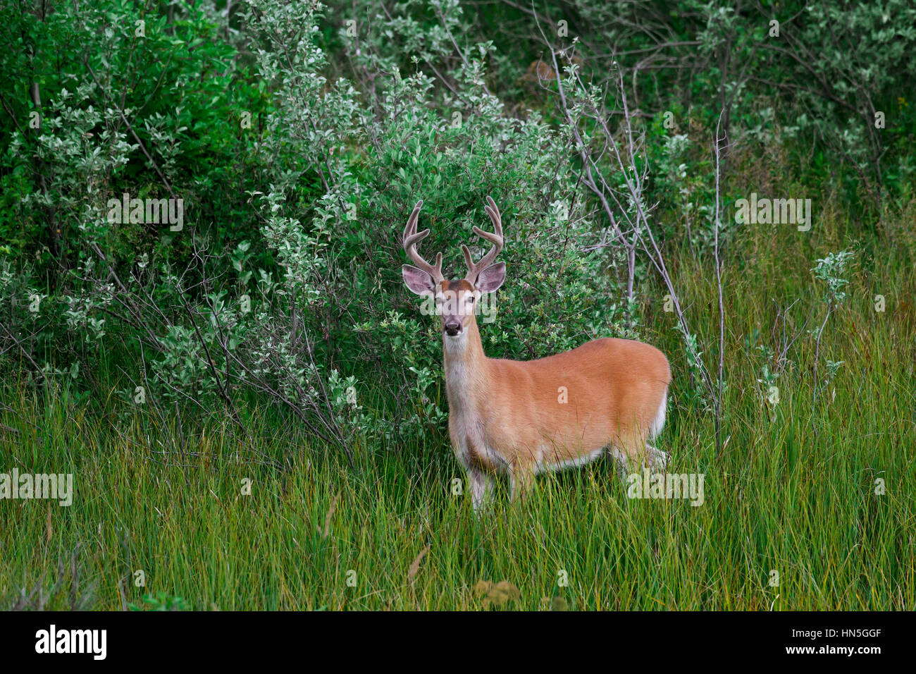 / Cerf Le cerf de Virginie (Odocoileus virginianus), buck avec bois recouvert de velours dans l'été, Canada Banque D'Images
