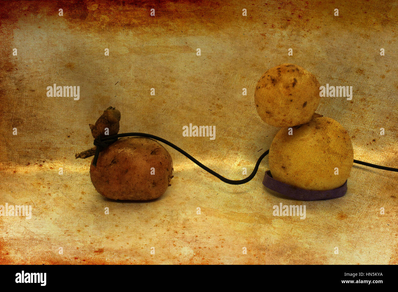Famille de la pomme de terre de l'animal marche 1 46 47 Nombre de pommes de terre de Banque D'Images