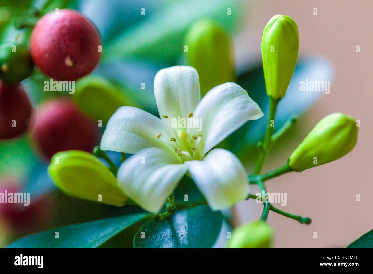 Orange jessamine (Murraya paniculata) fleurs blanches et de fruits rouges Banque D'Images