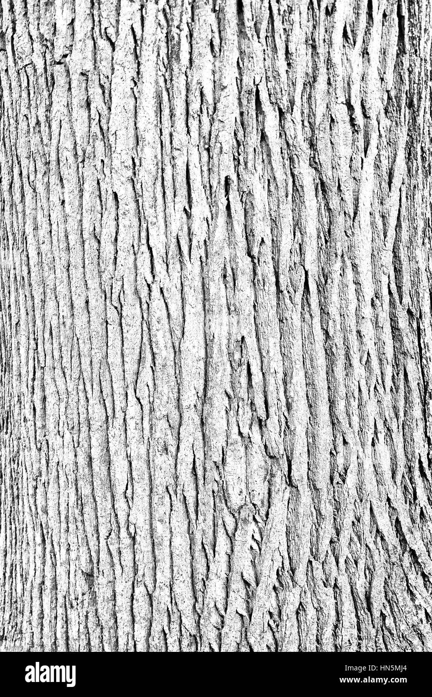 Une texture blanche fond d'une image de l'écorce sur un chêne. Banque D'Images