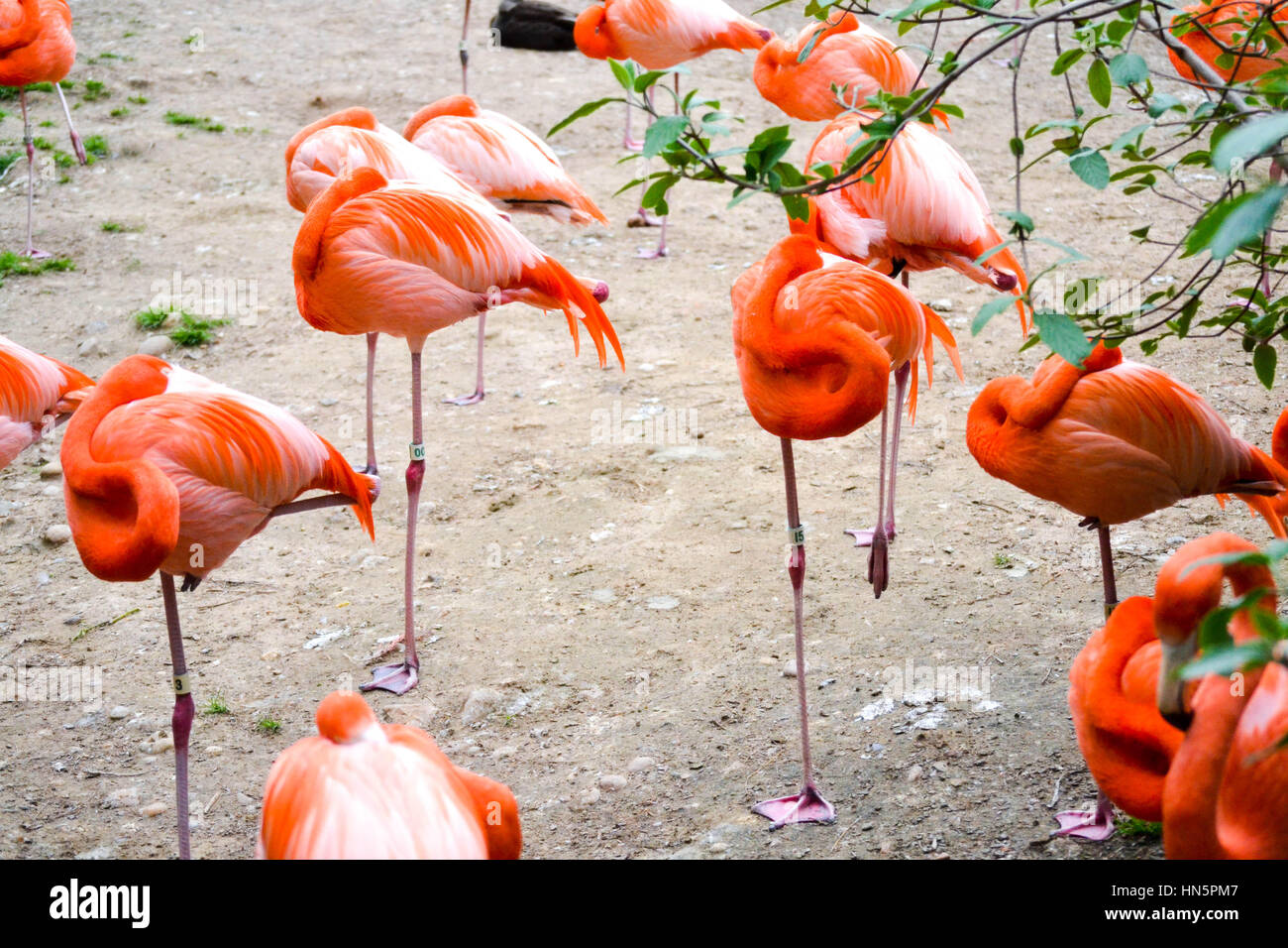 American flamingo flock au Smithsonian National Zoological Park Banque D'Images