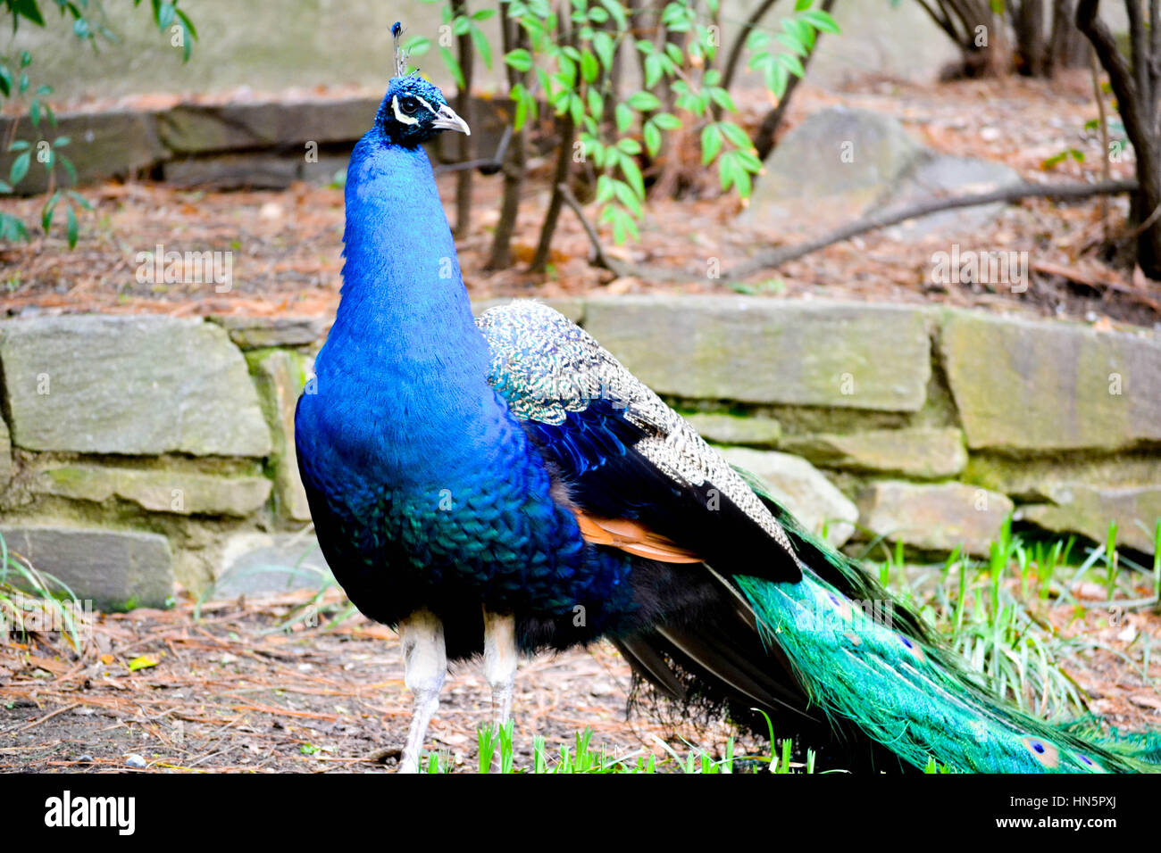 Peacock au Smithsonian National Zoological Park Banque D'Images