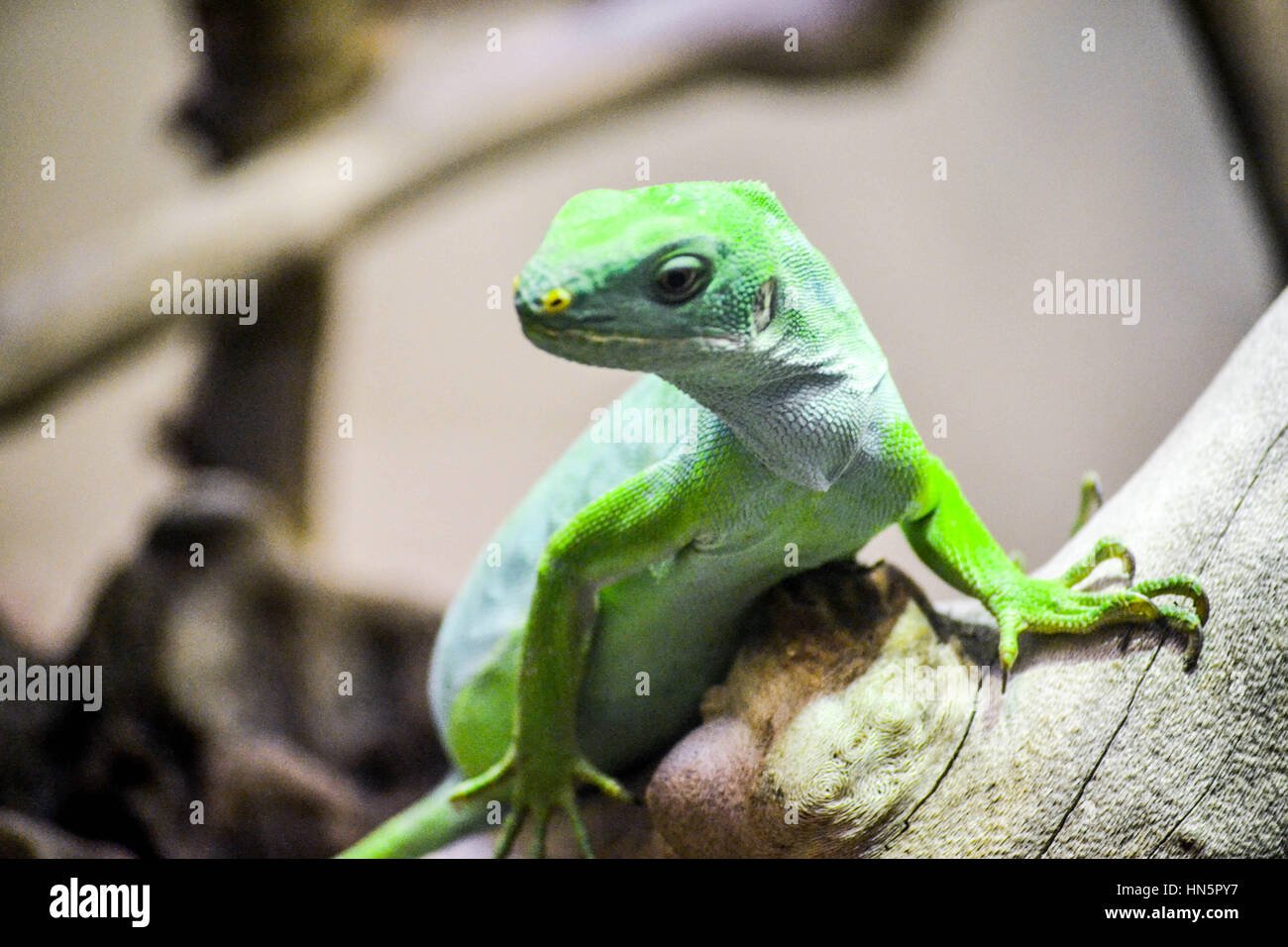 Lézard vert au Smithsonian National Zoological Park Banque D'Images