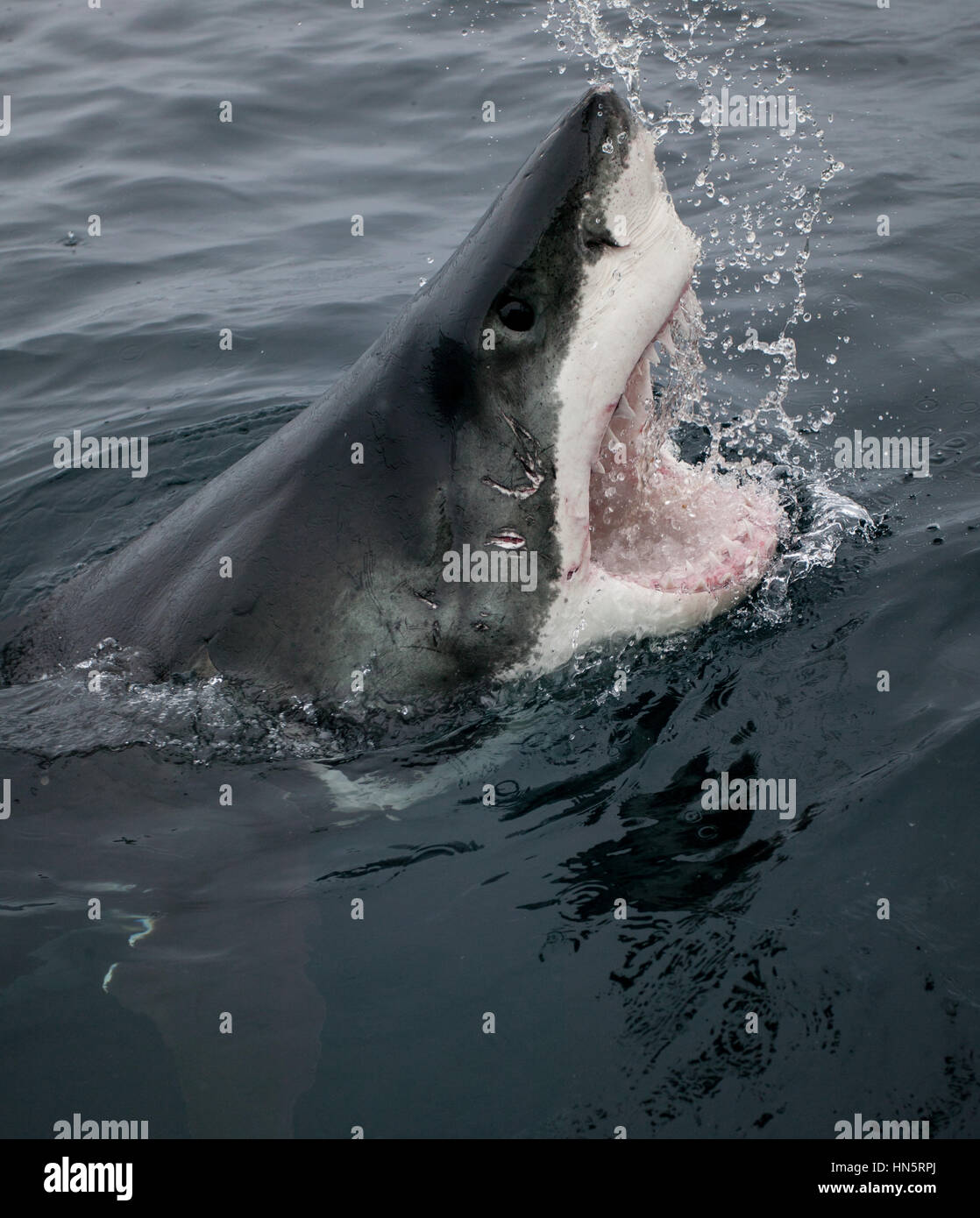 Le grand requin blanc, Australie Banque D'Images
