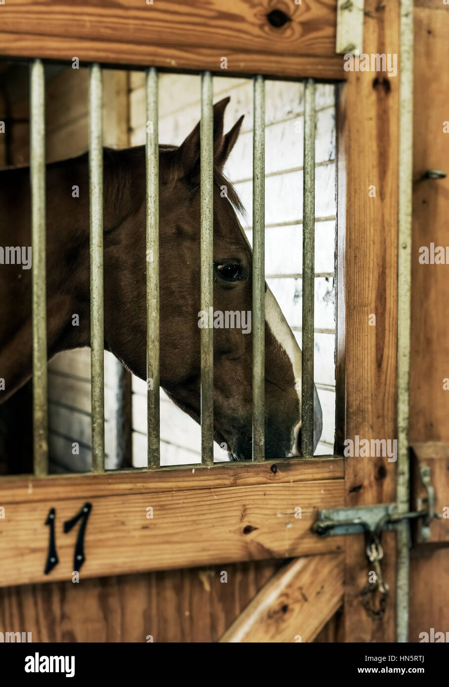 Cheval en stable. Banque D'Images