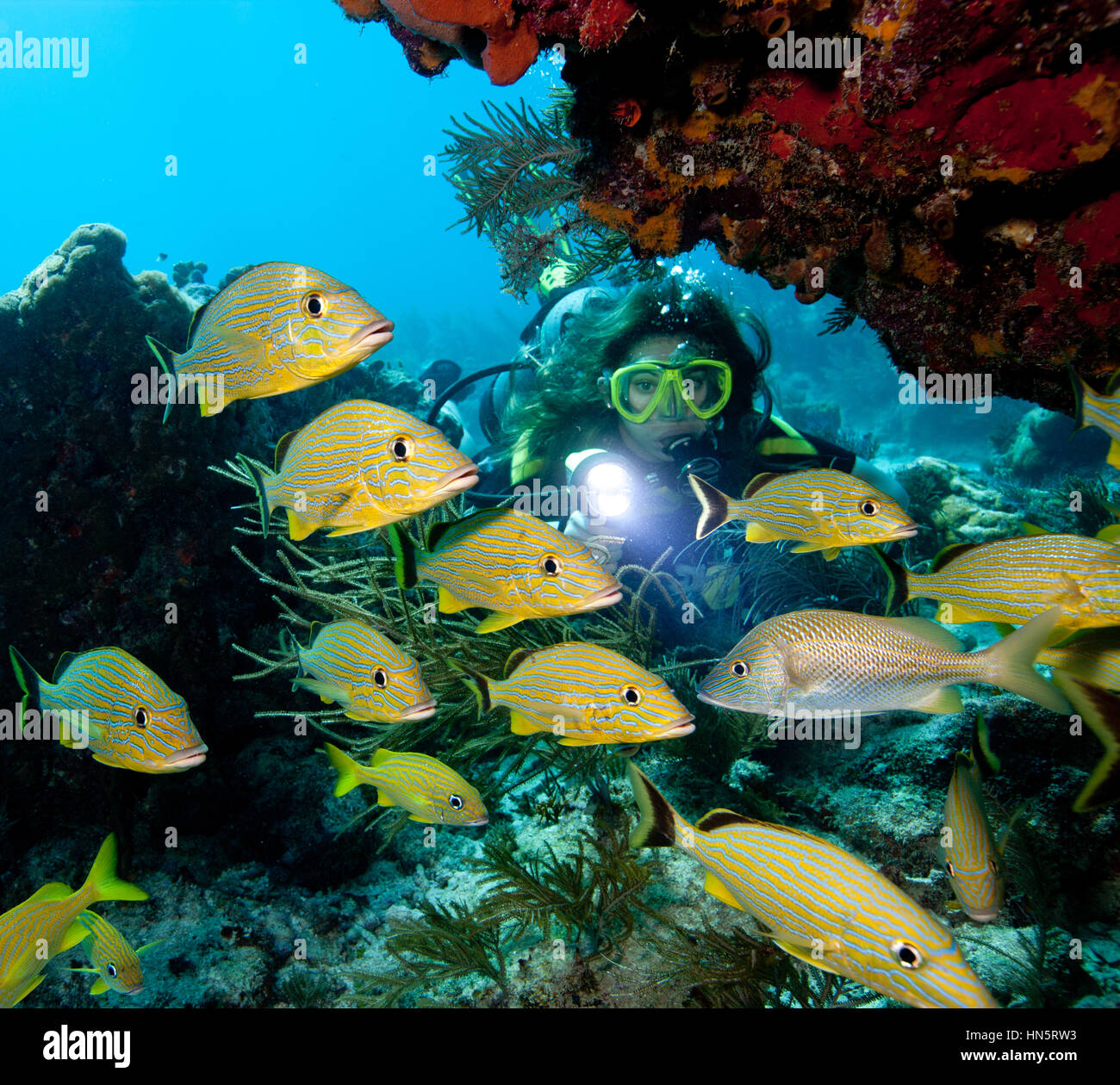 Scuba Diver et la scolarité de grognements. Banque D'Images