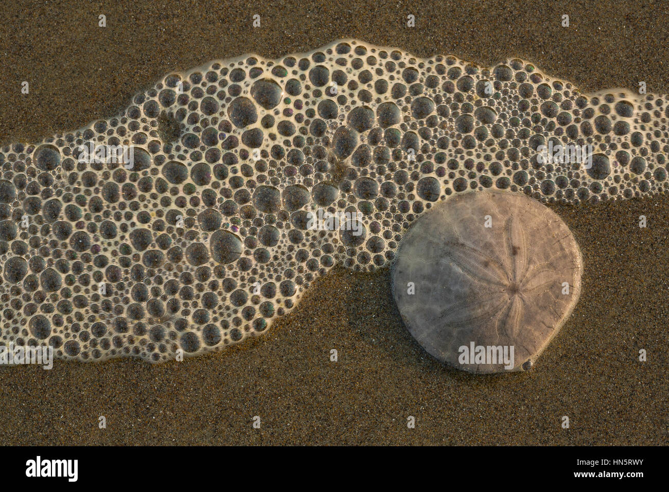 Un dollar de sable et de bulles à la plage près de Yachats, Oregon. USA Banque D'Images