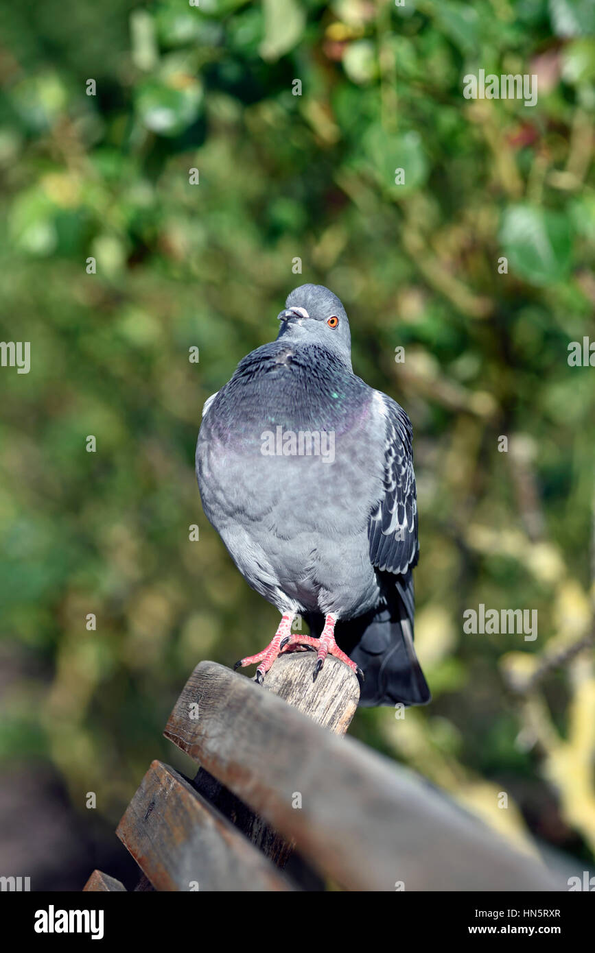 Pigeon (Columba livia domestica) sur le banc, la tête rejetée en arrière Banque D'Images