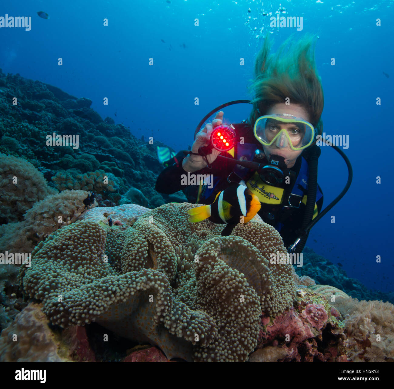 Sous-marin Plongeur brille la lumière sur un poisson clown de Clark. Banque D'Images