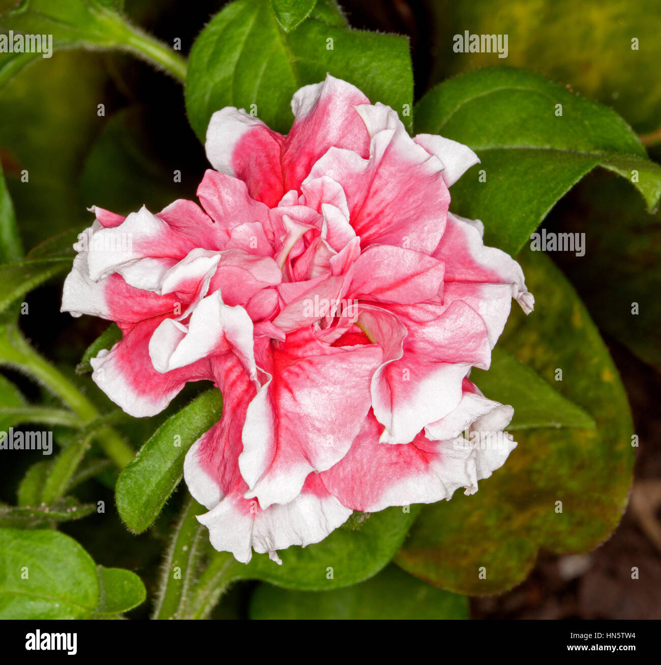 Fleur rose vif spectaculaire de pétunia avec bords blancs à pétales doubles à froufrous sur fond de feuilles vertes Banque D'Images