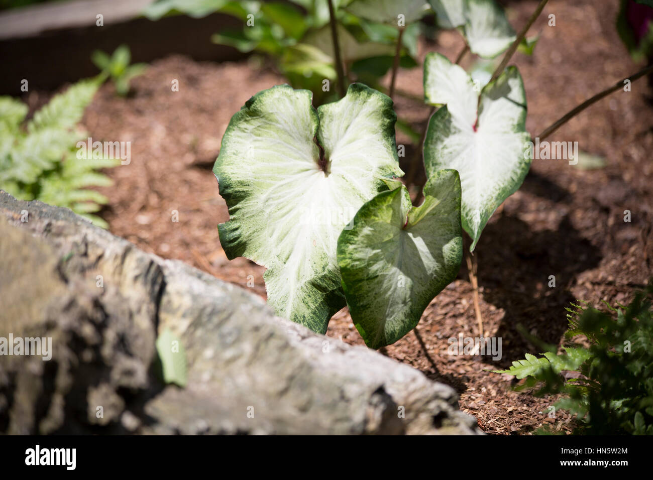 Chambres d'oreille d'usines dans un jardin Banque D'Images