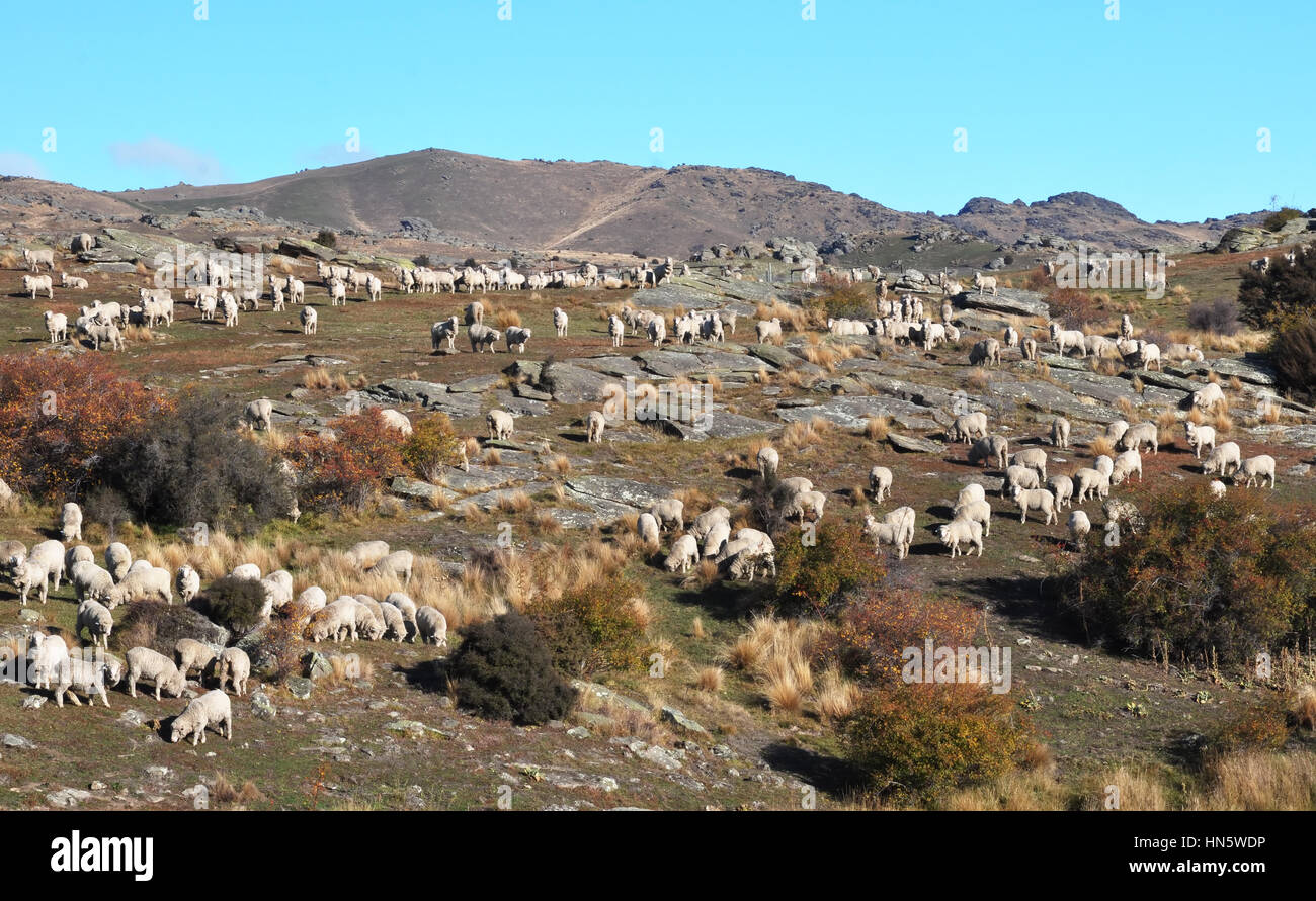 La gare de Bendigo (farm) est un important producteur de vin Pinot en Central Otago et produit certains des mondes plus beaux et les plus précieux de la fibre de laine Mérinos. B Banque D'Images