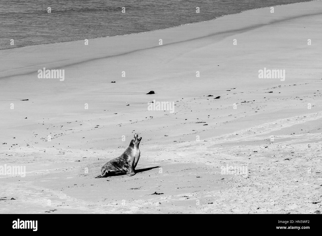 Lion de mer australien le bâillement sur plage de sable en noir et blanc Banque D'Images