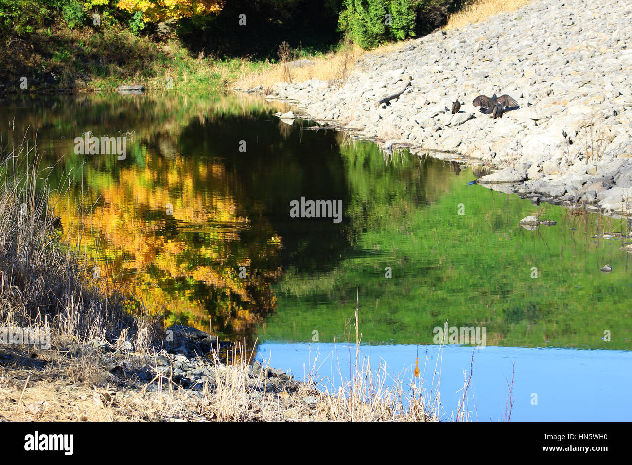 Le barrage de l'étang par Seymour à l'automne. Les vautours bien leurs ailes sur les rochers. Banque D'Images