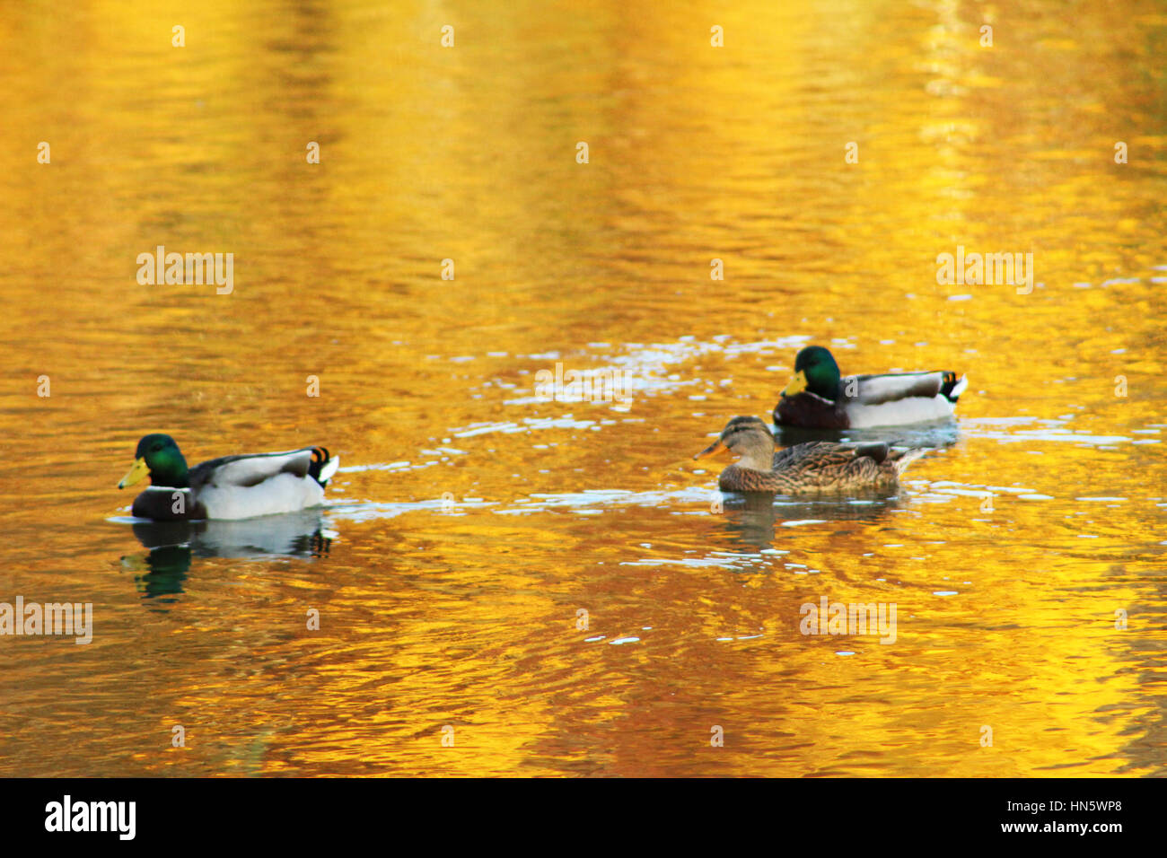 3 canards colverts nager à la rivière de l'Iowa dans un parc Banque D'Images