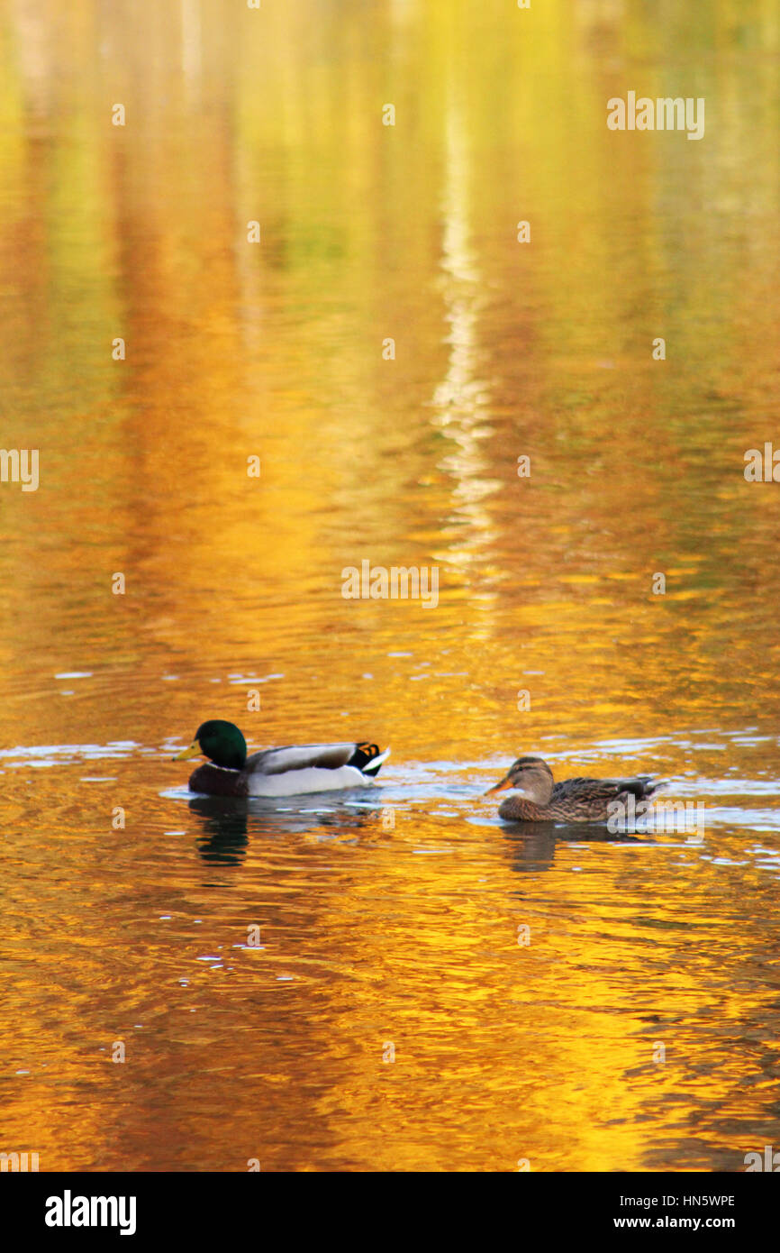 2 canards colverts nager à la rivière de l'Iowa dans un parc. Banque D'Images