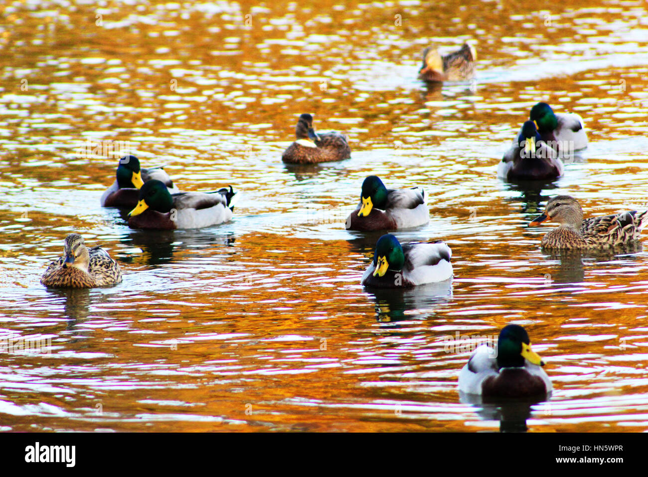 Groupe de Canards colverts nager à la rivière de l'Iowa dans un parc Banque D'Images