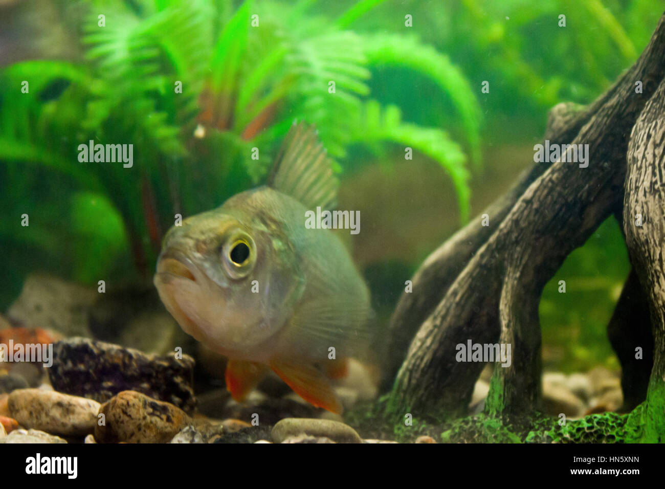 Les poissons de rivière dans un aquarium close up Photo Stock - Alamy
