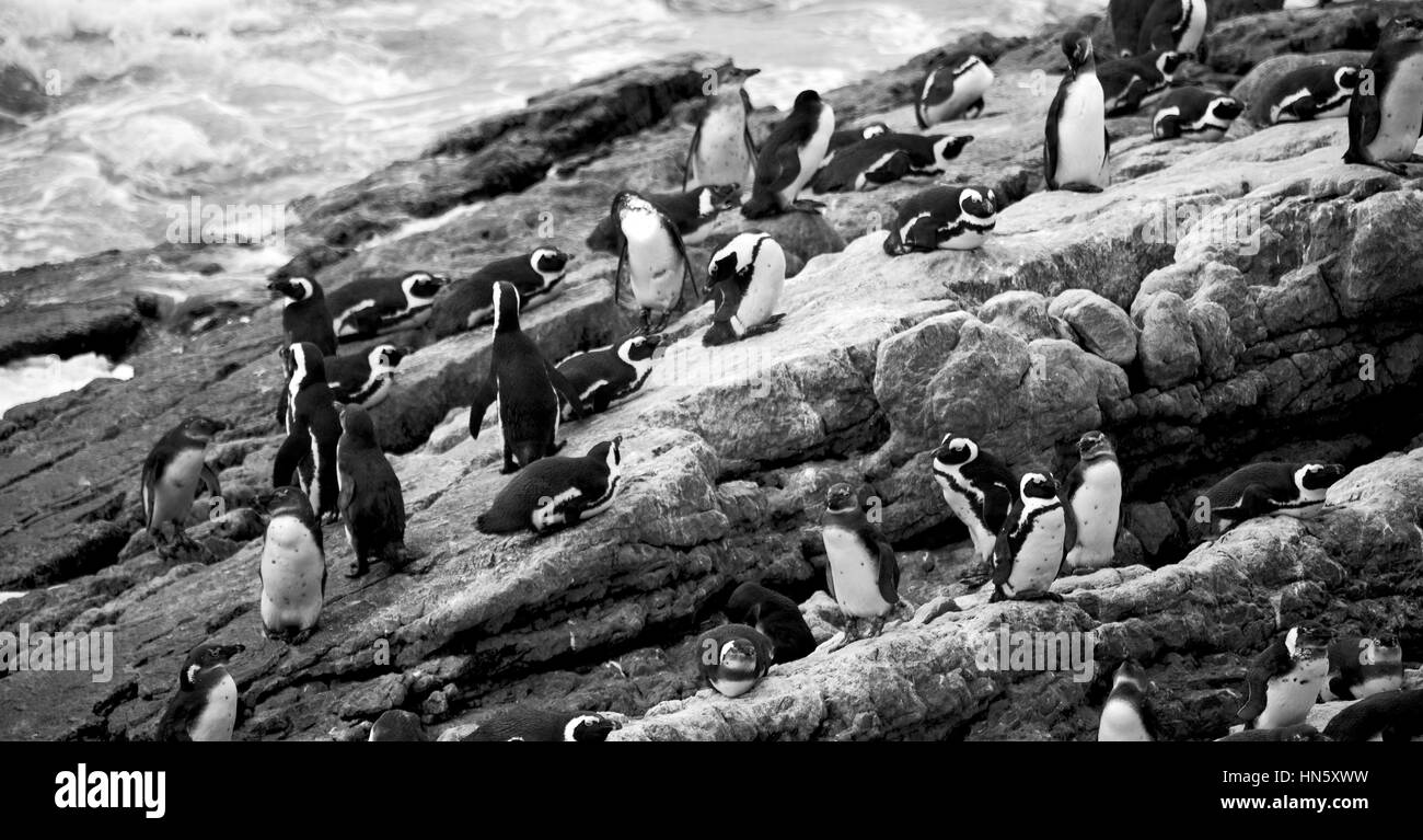 Blur en Afrique du Sud Betty's bay penguin oiseaux réserve naturelle de la faune et des roches Banque D'Images