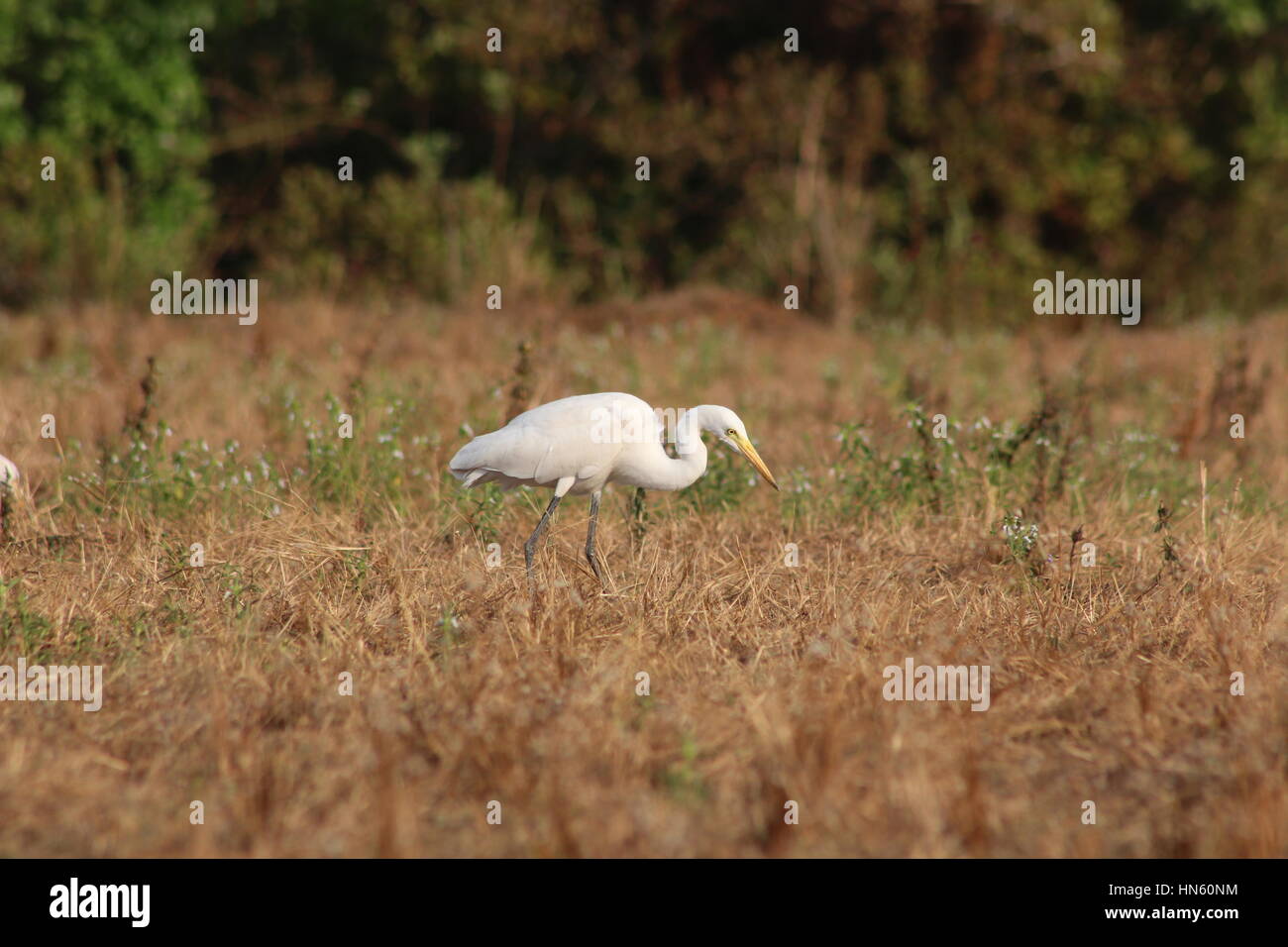 Wild life la photographie... oiseaux indiens Banque D'Images