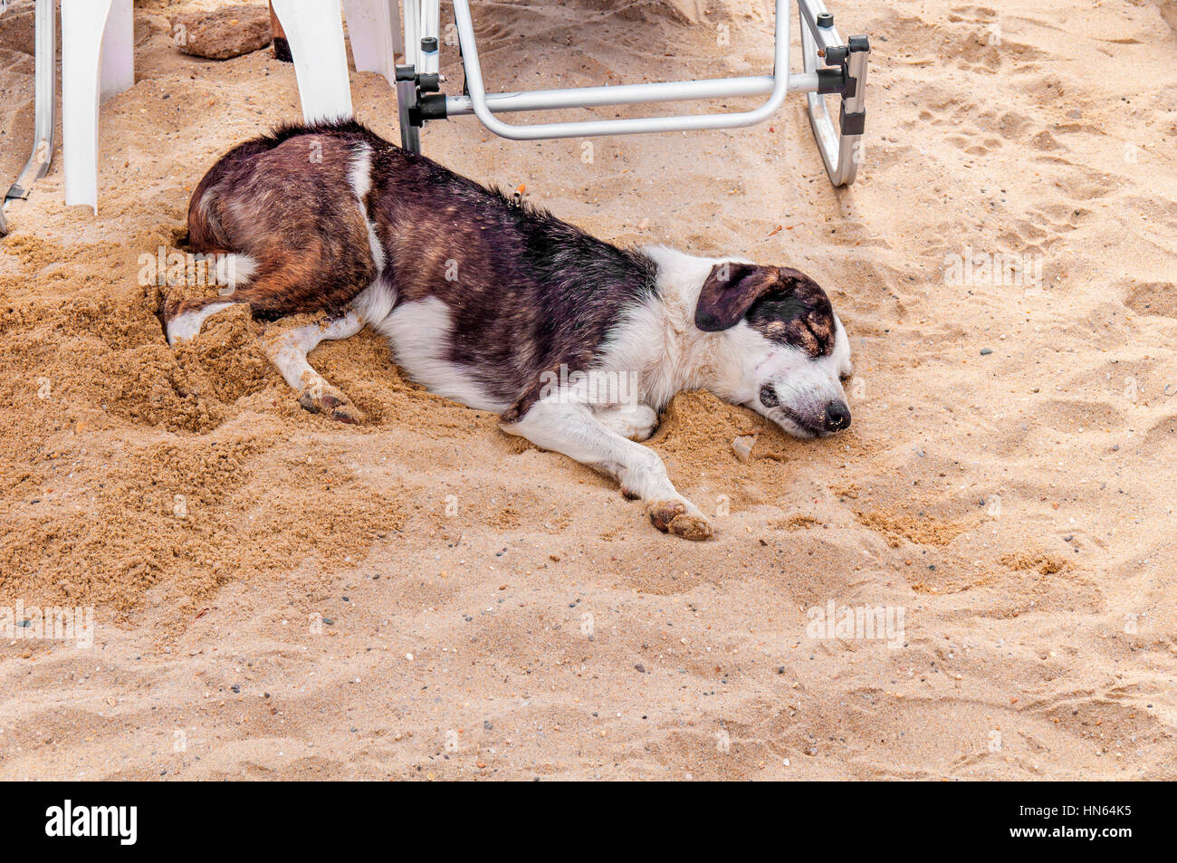 Lazy Dog se détendre et dormir sur la plage de sable Banque D'Images
