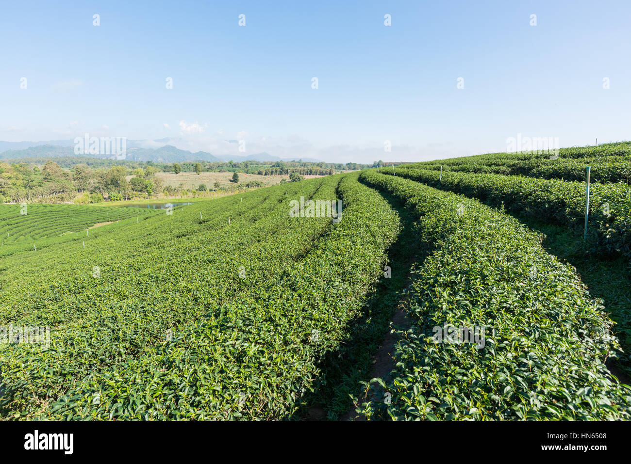 Les plantations de thé en Thaïlande. Banque D'Images