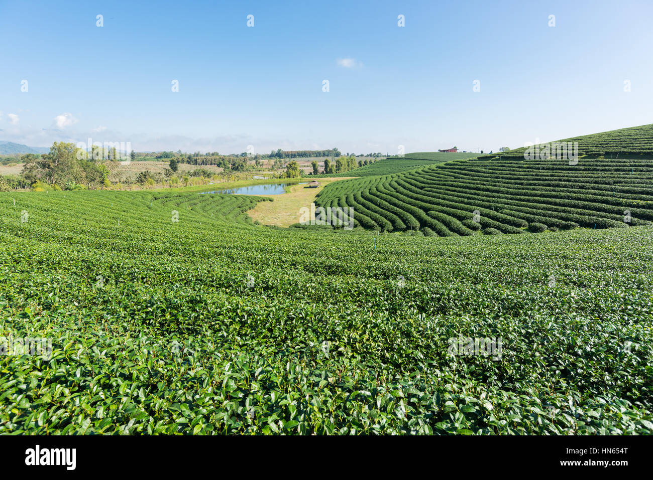 Les plantations de thé en Thaïlande. Banque D'Images