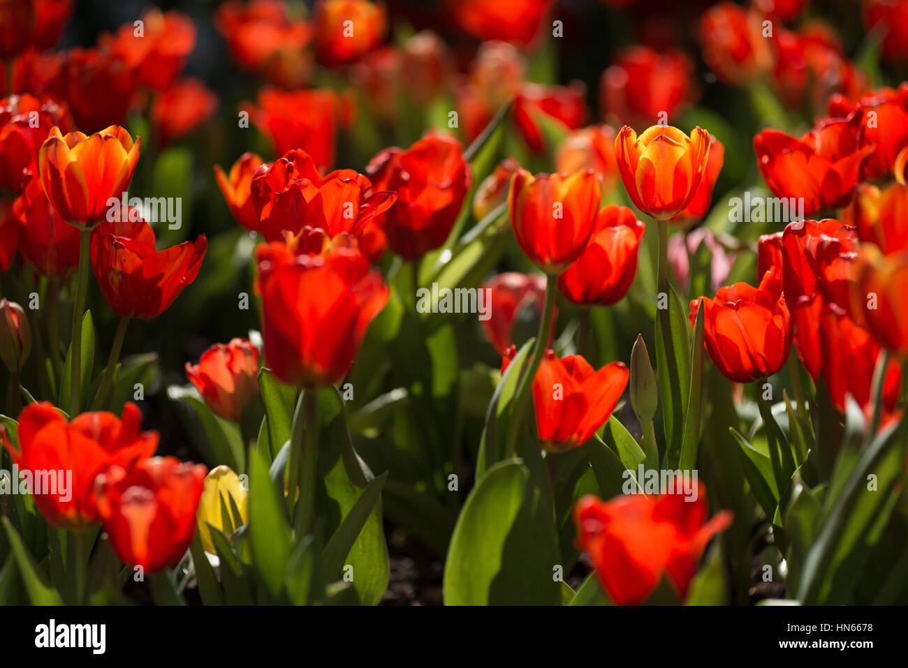 Tulipes rouges dans le jardin Banque D'Images
