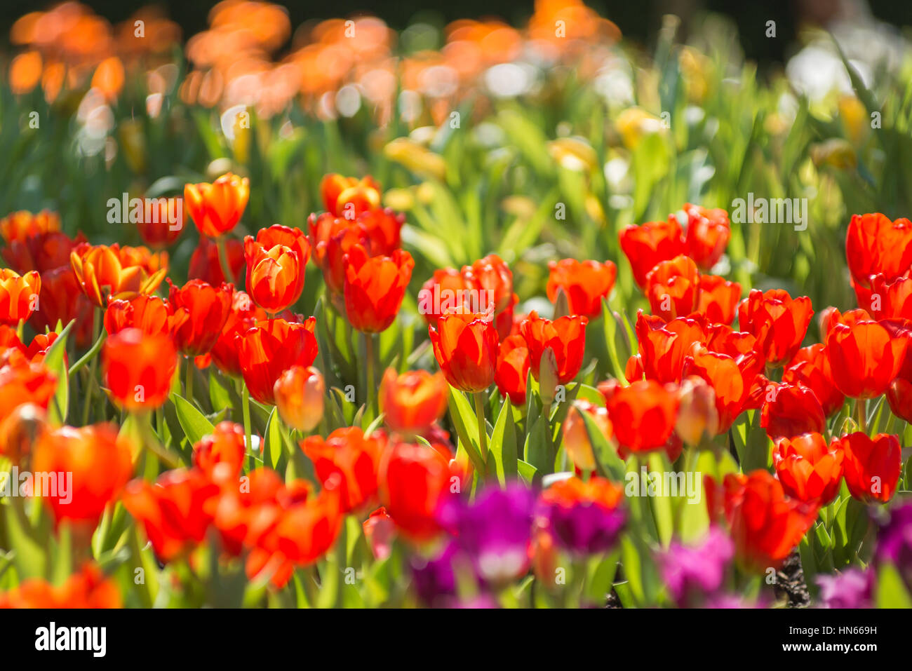 Tulipes rouges dans le jardin Banque D'Images