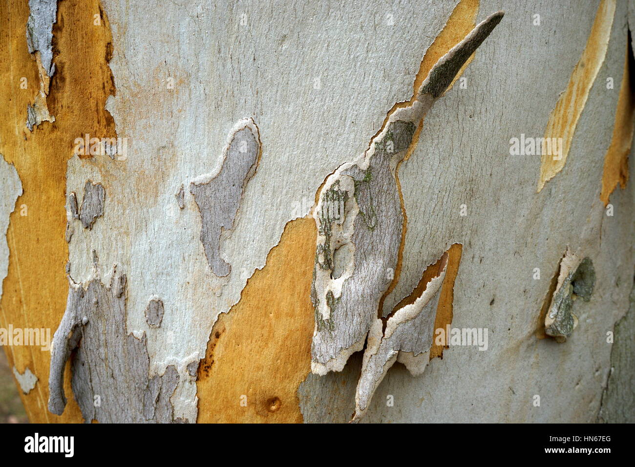 Formes de l'écorce d'eucalyptus Banque D'Images